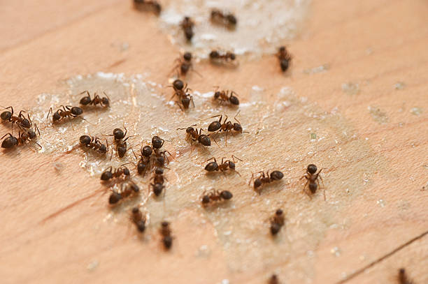 Best Insect Control  in Wamac, IL
