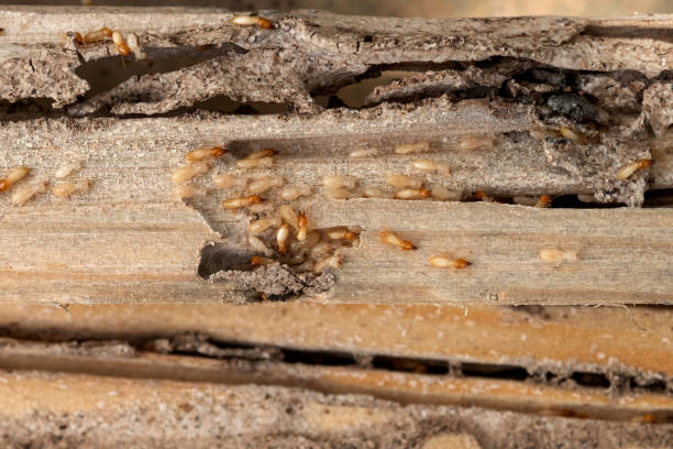 Best Bed Bug Extermination  in Wamac, IL
