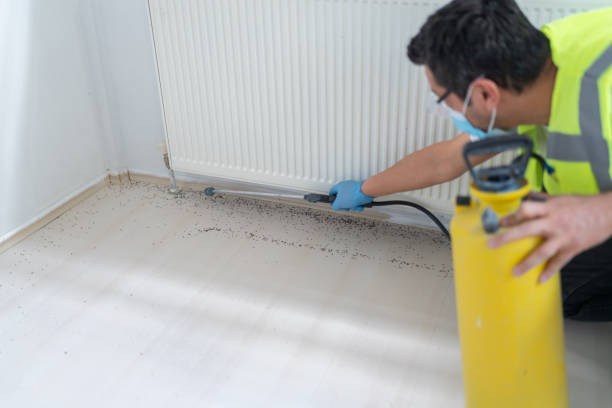 Flea Control Services in Wamac, IL